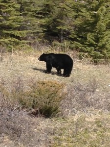 Black Bear