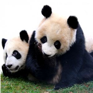 This image has an empty alt attribute; its file name is pandas-300x300.png